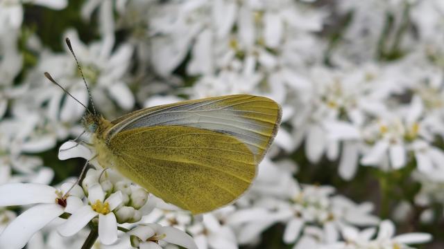 Vlinder met dichtgeklapte vleugels op een achtergrond van witte bloemetjes.