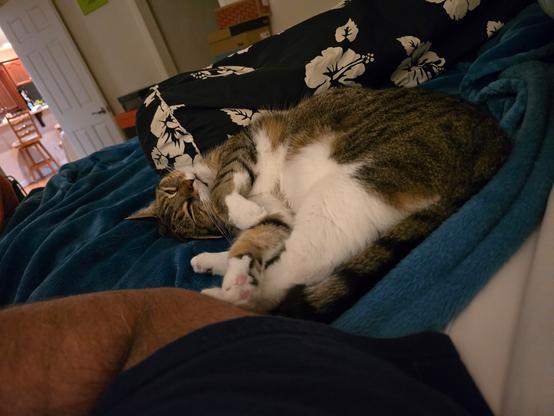 Sleepy time Pearl next to me reading g in bed.