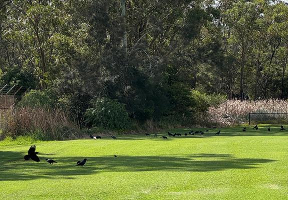 A whole lot of ravens (commonly: crows, good-sized black birds) on very green grass in front of some bush and bulrushes. A couple of magpies in there too.