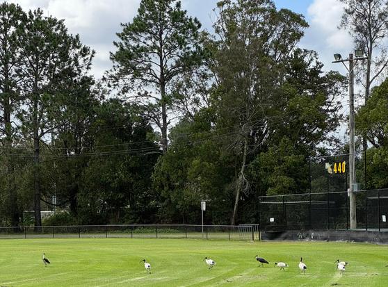 Eight large birds with long curved narrow beaks walk across the green grass of a sports field. 6 of the birds are white, the Australian white ibis. 2 of the birds are white with black wings, the straw-necked ibis. Tall trees and a lamp post behind the sports field.