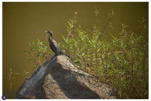 a medium sized black bird, with a long neck (retracted) and a long thin hooked bill. perched on a stone in middle of a large lake. there are small bushes behind it.