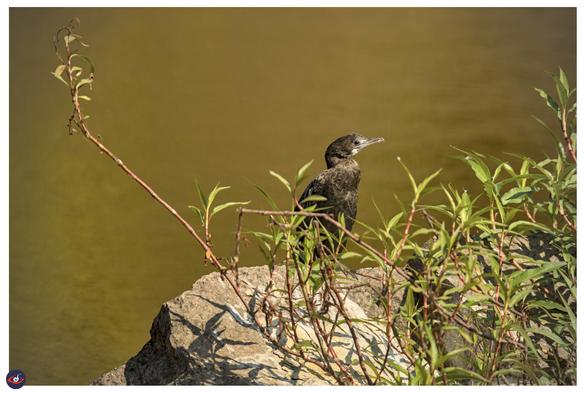 close-up of the same bird, but the body is partially hidden behind the bush.