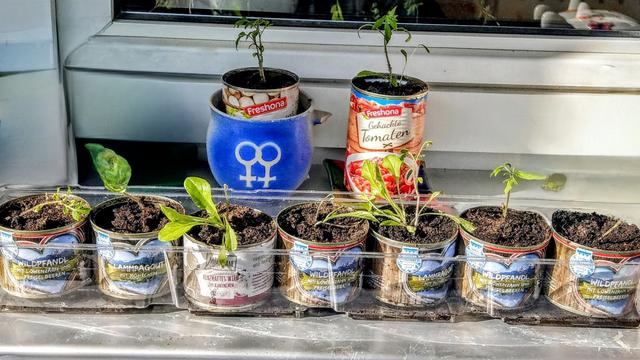 Auf einer Fensterbank stehen aufgereiht in Katzenfutterdosen verschiedene Setzlinge, u.a. Tomatensetzlinge. Hinter dieser Reihe noch zwei Pflanzen, rechts in einer Dose gehackte Tomaten, links steht die Dose mit Tomatensetzling in einer blauen Tasse mit dem doppelten Frauenzeichen. Es ist ein älteres Zeichen für lesbische Frauen. Die Tasse hat einen abgebrochenen Griff.