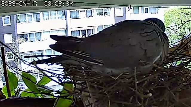 Eine Ringeltaube sitzt im Halbschlaf auf ihrem rustikalen Nest. Aufnahme von schräg hinten aber man sieht, dass sie die Augen offen hat.