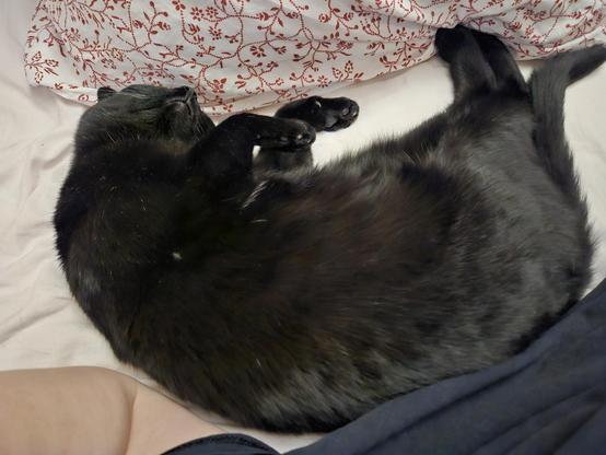 Alea the Black Cat sleeping beside me, showing her little mouth and doing the dinosaur dance in her sleep.