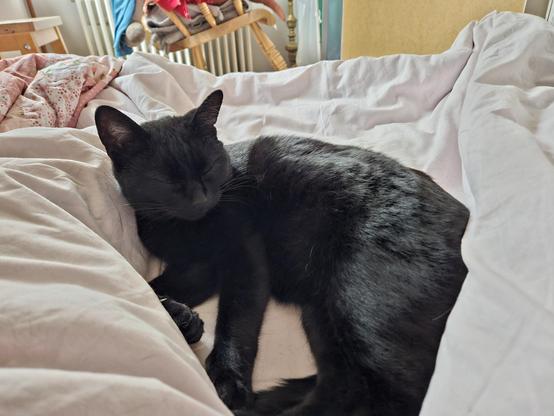 Alea the Black Cat on the duvet beside my leg, glaring sleepily at the camera.