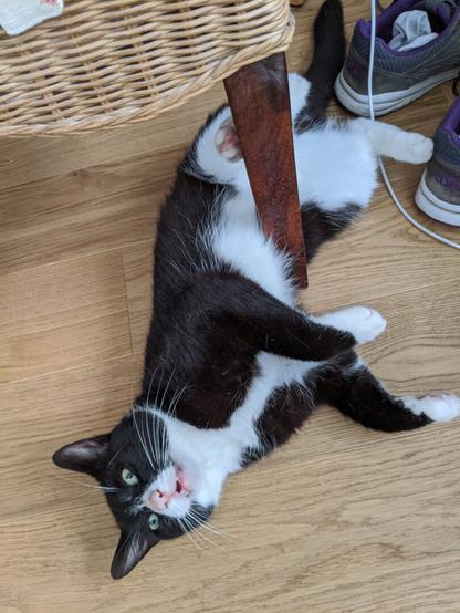 Happy boy! 🐾

#cats #catlife #blackandwhitecat #tuxedocat