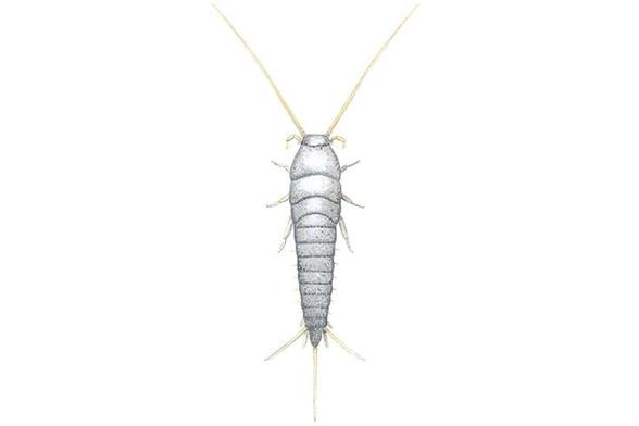 An illustration of a silverfish. It's a wingless insect in a silvery light grey colour. Its abdomen tapers at the end, giving it a fish-like appearance.