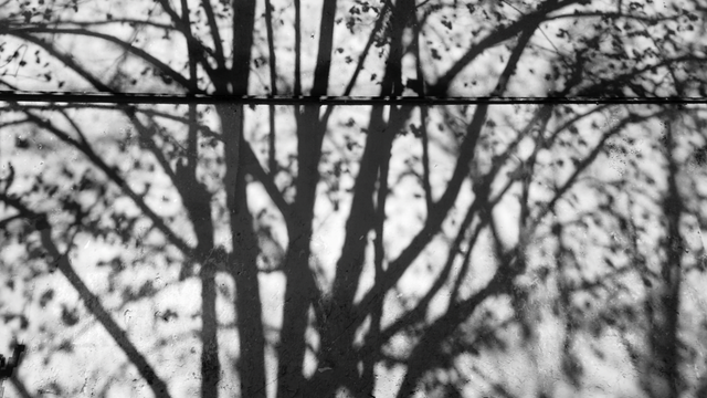 Images de l'instant présent : Image en noir et blanc de l'ombre de troncs et de branches d'arbres emmêlés sur un mur blanc