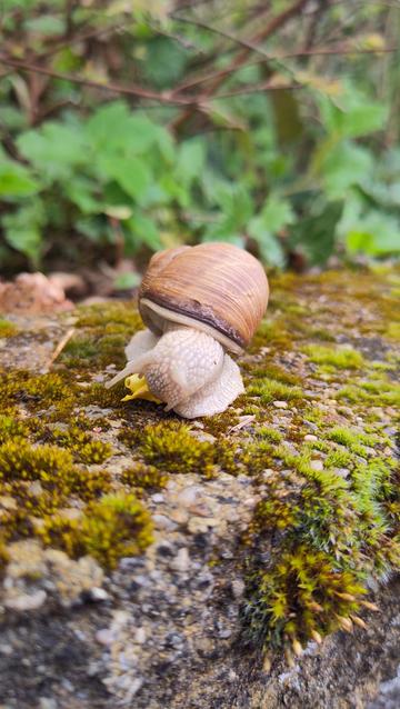 A snail (Helix pomatia) on a mossy stone, munching away on a yellow flower fallen from a forsythia bush. Its shell shows that is has been through some rough times, but there is a beautiful growing rim on it as well.