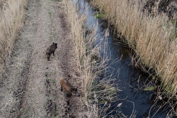 The image shows two wild boars walking along a narrow, grassy path. The path is bordered by tall, dry grass on the left and a narrow waterway on the right. The waterway is lined with more tall, dry reeds, and the scene has a natural, rustic feel, suggesting a marshy environment.