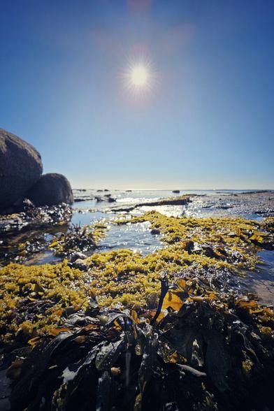 A close-up view of a rocky shoreline at low tide, revealing vibrant yellow and brown seaweed covering the rocks and shallow pools of water under a clear blue sky with the sun shining brightly.