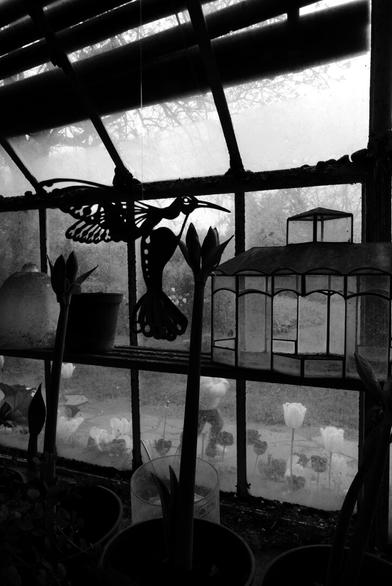 A black and white photo of a window with various silhouettes. There is a decorative bird figure suspended in front of the window. Below, there are potted plants with long stems. This is inside a garden shed.