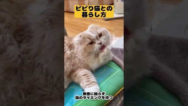 【ビビり猫との暮らし方】#雑学#スコティッシュフォールド#猫あるある#猫かわいい#猫動画#猫おもしろい#Cat#Shorts