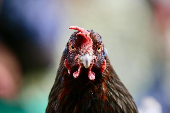A chicken looking directly at the camera.