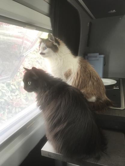 Eine schwarz-braune und eine helle Katze sitzen auf einem Tisch und schauen aus dem Fenster eines Campers.