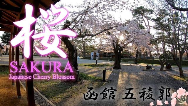 [Sakura] Beautiful Cherry Blossoms in Japan: Goryokaku Park, Hakodate