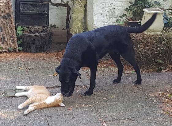 Jamie ligt op de tegels, met de neus omhoog naar Tess, die even aan Jamie komt snuffelen.