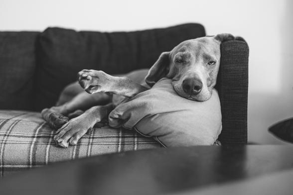 a sleepy weimaraner (dog)