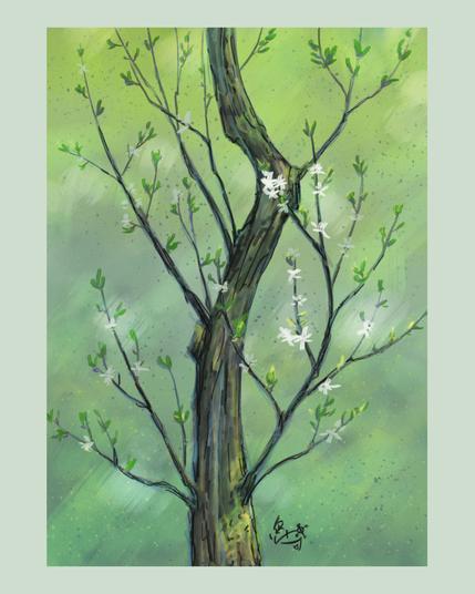 Illustration numérique représentant une étude détaillée d'un arbre au début du printemps, avec de jeunes feuilles vertes et de délicates fleurs blanches. Créée d'après une photographie personnelle, cette œuvre explore les textures de l'écorce et la fraîcheur de la nouvelle croissance.