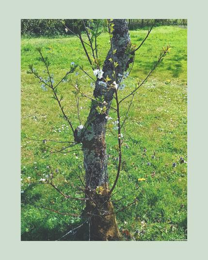 Illustration numérique représentant une étude détaillée d'un arbre au début du printemps, avec de jeunes feuilles vertes et de délicates fleurs blanches. Créée d'après une photographie personnelle, cette œuvre explore les textures de l'écorce et la fraîcheur de la nouvelle croissance.