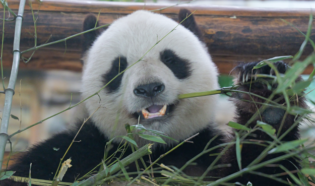 male giant panda Jingjing