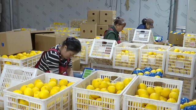 Foto di limoni da esportare