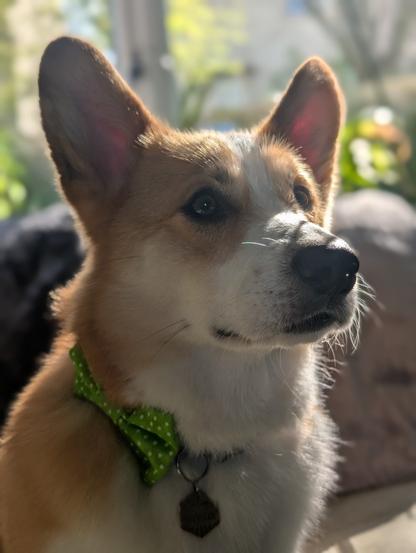 A freshly groomed and fluffy looking Corgi sits looking just off to the side. He is backlit by the sun making him glow. He has a bowtie on, it is bright green with white dots.