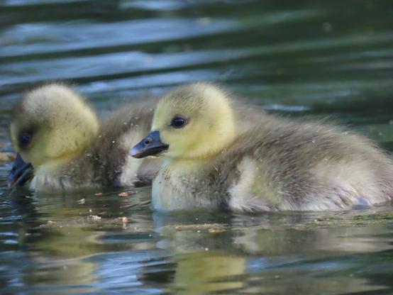 Two baby geese on greeny-blue rippled water. Their heads are a fairly bright yellow, with stubby black beaks and dull brown backs. One at the back is looking down at the water, whereas the one in front has its head centred int he pictures and is looking directly toward the camera.