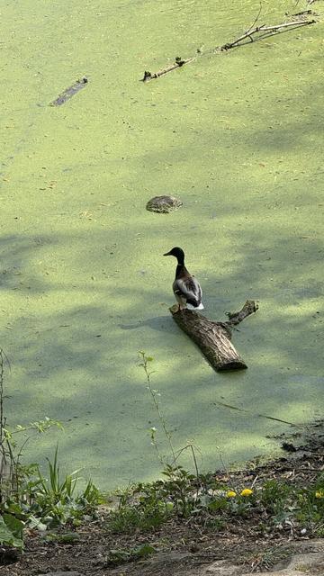 Ente sitze auf Holzstamm in brackig grünem Wasser.