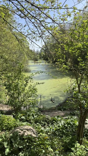 Ente sitze auf Holzstamm in brackig grünem Wasser. Zoomout, sieht sehr malerisch aus