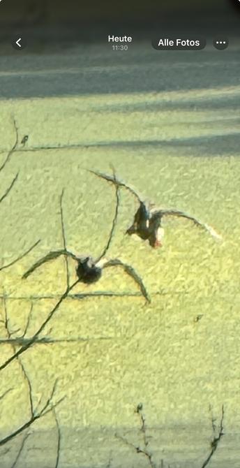 Zwei fliegende Enten vor brackigem Wasser, wo weit rengezoomt, das es wie ein Impressionistisches Gemälde aussieht