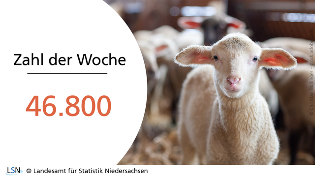 Zahl der Woche: 46800. Das Bild zeigt ein Lamm in einem Stall.