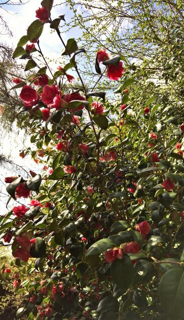 #OurCamellias are #Still #Camellioratin'...
