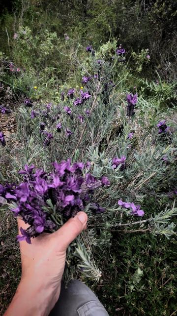 Planta de Lavandula stoechas, caps d'ase, florida, amb una mà sostenint-ne un ram en primer pla.