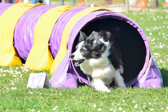 Border Collie à la sortie d'un tunnel d'agility