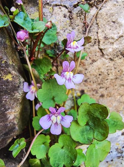Die gleiche Wildblume an der grau-braunen Trockenmauer, aber hier ist die Form der Blüte besser zu sehen. Sie besteht aus 5 Blütenblättern, von denen drei hellviolette am unteren Rand und zwei etwas kräftiger pinkfarbene oberhalb der Mitte (ein bisschen wie zwei Hasenohren) wachsen. Die Mitte selbst besteht aus jeweils zwei nebeneinander liegenden  ovalen gelb-weißlichen Erhebungen.

The same wildflower on the grey-brown dry stone wall, but here the shape of the flower is easier to see. It consists of 5 petals, three of which are light purple at the lower edge and two of which are a somewhat stronger pink colour above the centre (a bit like two rabbit ears). The centre itself consists of two oval yellow-white bumps lying next to each other.