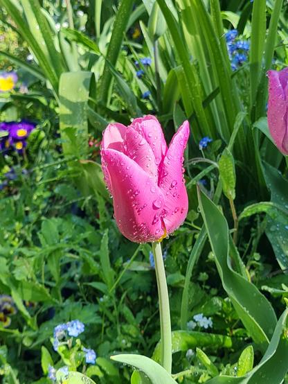 Tulipe rose avec des perles de rosée matinale