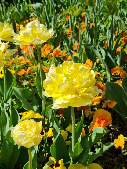 Fleur jaune dans le jardin de