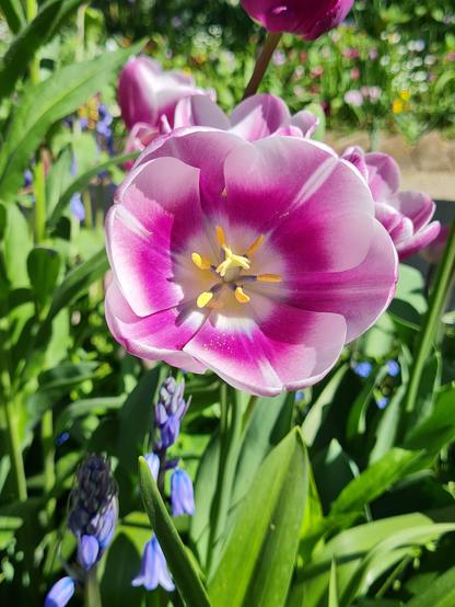 Tulipe avec des dégradés de couleur rose sur les pétales et des pistiles jaunes au centre