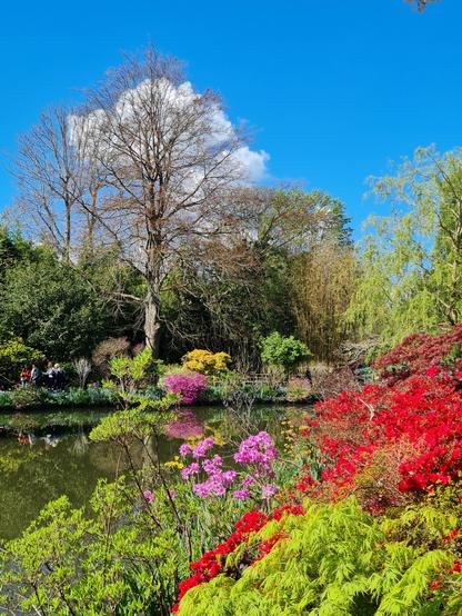 Vue sur l'étang dans le jardin de Monnet avec des fleurs roses et rouge en premier plan, puis l'étang, puis un arbre encore sans feuilles mais un nuage blanc derrière les branches qui laisse croire à un arbre en fleurs !