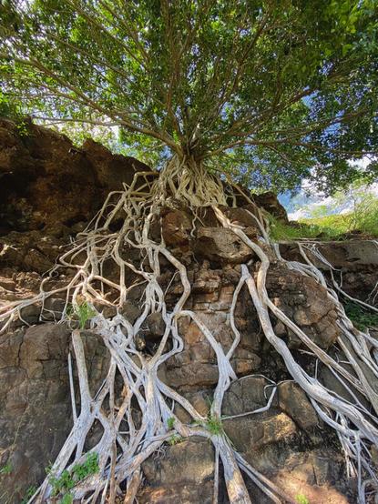 Bildbeschreibung – „Die Wurzeln des Himmels“

Ein mächtiger Baum thront auf einem felsigen Abhang, als hätte er sich zwischen Himmel und Erde ein Zuhause erschaffen. Seine leuchtend weißen Wurzeln winden sich wie lebendige Flüsse über das dunkle Gestein – nicht in gerader Linie, sondern im Tanz des Lebens: verschlungen, tastend, beharrlich.

Sie wirken wie Finger der Erde, die Halt suchen, wo kein Boden ist – und dennoch tragen sie die Krone eines grünen Universums. Das Laub breitet sich in strahlendem Licht aus, während der Stamm aus der Tiefe emporragt, wie ein Bekenntnis zum Überleben, zur Schönheit im Widerstand.

Dieses Bild ist ein Sinnbild für innere Stärke: für jene, die wachsen, obwohl der Grund hart ist. Für Seelen, die wurzeln, selbst wenn die Welt sie herausfordert.🖖