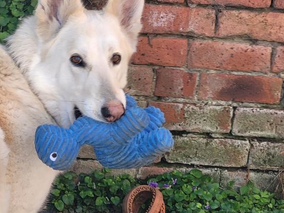 White German Shepard against a brick wall holding a blue dinosaur stuffie.