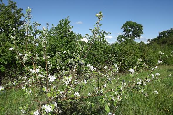 Pommier en fleur dans une prairie devant une lisière de fourré forestier