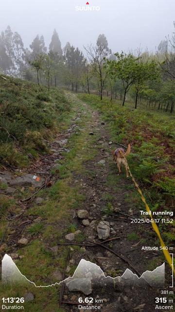 Penny the Podenco pulling me up the forest track in the forest with the low cloud sinking into the tree tops just before it turned to rain