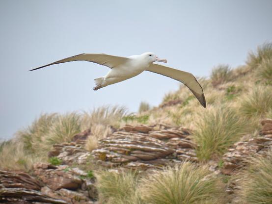 Royal Albatross all over the joint