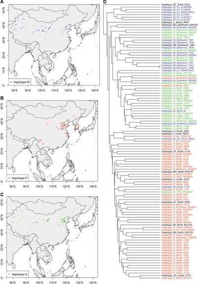 Geographic distribution of haplotypes (A, haplotype M; B, haplotype P; C, haplotype M) and upgma tree based on nuclear microsatellites of partial Phragmites australis samples with haplotype information (D). Distribution was integrated data from previous reports (Saltonstall, 2002; Chu et al., 2011; An et al., 2012; Tanaka et al., 2017) and our data produced in the present study. The main haplotypes in (D) are represented by different colors. Maps were generated from the data wrld_simpl in the R package maptools.