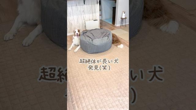 とんでもなく体が長ーい犬を発見しました😂【ボーダーコリー・オーストラリアンシェパード】#shorts