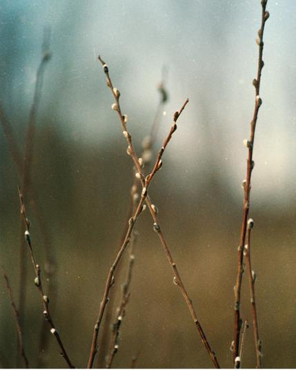 A close-up of budding willow branches captured on color film, softly lit against a blurred early spring background. The buds appear tender and fuzzy, signaling the quiet transition into a new season