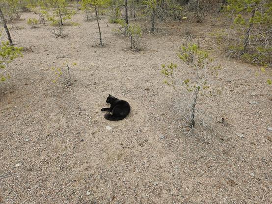 Alea the Black Cat mid-roll on coarse sand. A minute pine is trying its best by her side, ending up with mostly withered twigs and a few strands of green needles.